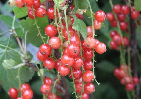 Zoete Aalbessen Om Te Kweken In Je Eigen Tuin Fruitbomen Net Blog