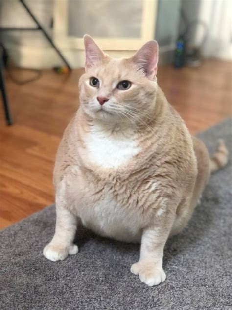 Morbidly obese cat Bronson is on a strict diet to reach a healthy weight | Metro News