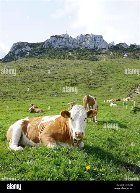 Kühe der Kampenwand Stock Photo Alamy