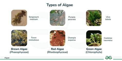 What Is Algae Definition Classification Characteristics And Examples