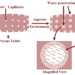 tablet disintegration by swelling and deformation of disintegrating agents | Download Scientific ...