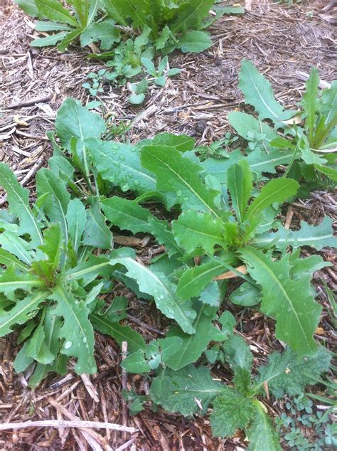 Prickly Lettuce