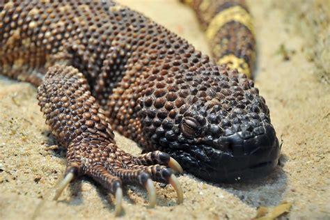 Heloderma Suspectum Gila Krustenechse Im Vivarium Darmsta Flickr