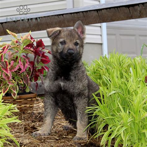 German Shepherd Puppies for Sale (Cute, Smart, & Healthy) | VIP Puppies