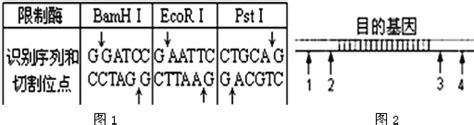 图1为几种限制性核酸内切酶识别的序列和切割的位点．图2已知某dna在目的基因的两端1234四处有bamhⅠ或ecorⅠ或pstⅠ的酶切