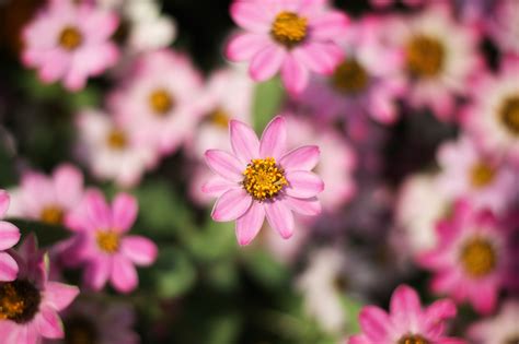 Close Up Photography Of Flowers · Free Stock Photo