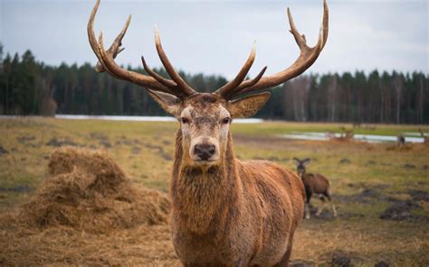 ‘zombie Deer Disease’ Could Spread To Humans As Cases Surge Across Us