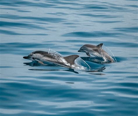 Snorkeling In Catalina Island Best Spots Rentals And More — Make