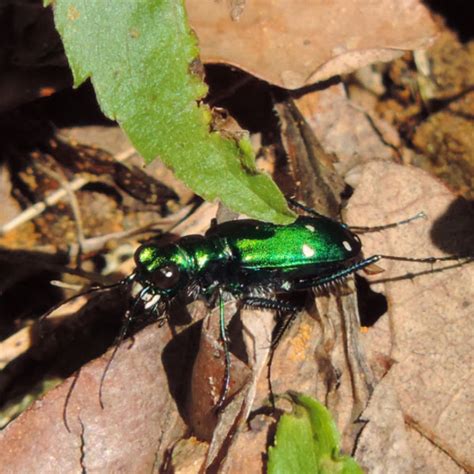 Six Spotted Tiger Beetle Project Noah