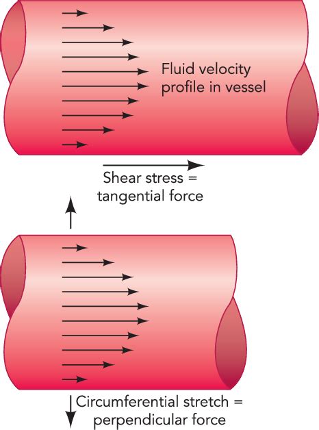 Figure 2 From What Determines Blood Vessel Structure Genetic