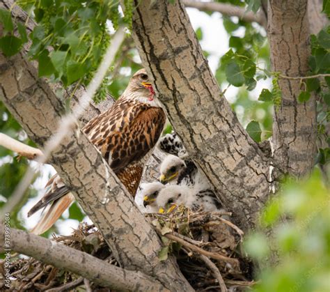 Red Tailed Hawk Eggs