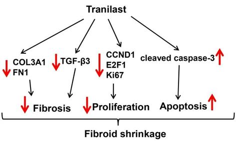 Schematic Diagram Representing The Potential Inhibitory Mechanism Of