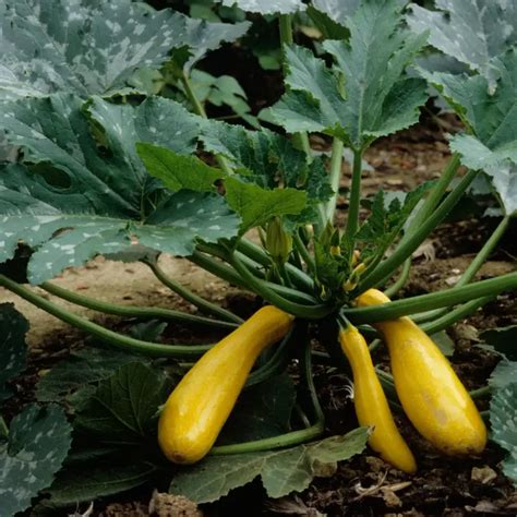 Comment Tailler Les Courgettes Pour Une Production Maximale