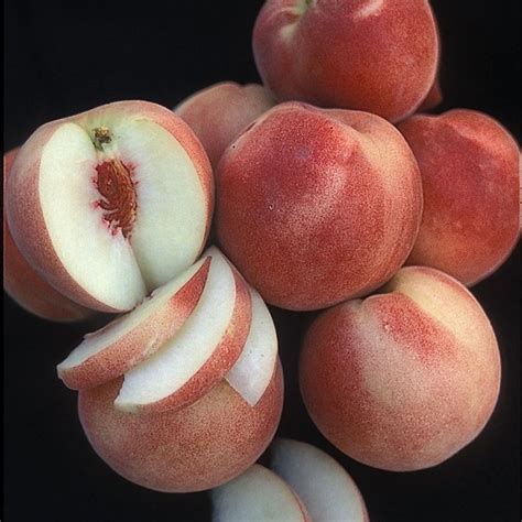 White Lady Peach Tree Farmfield Greenhouses Carl Broggi Hwy