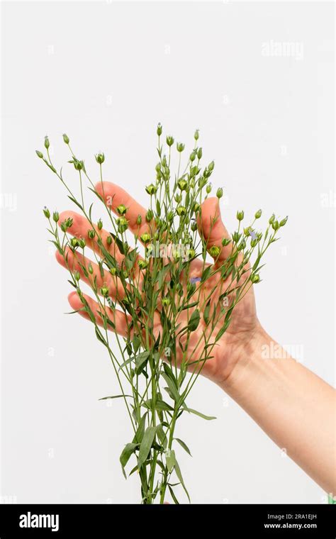 Female Hands Holding Flax Plants With Bolls On White Background Stock