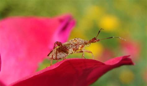 Insects on Roses: Identification Guide to the Bugs and Insects That ...