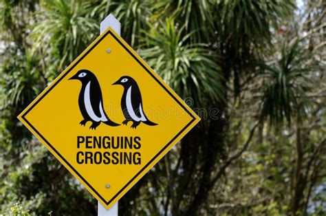 Penguins Crossing Road Sign Stock Photo Image Of Zealand Icon 20871162