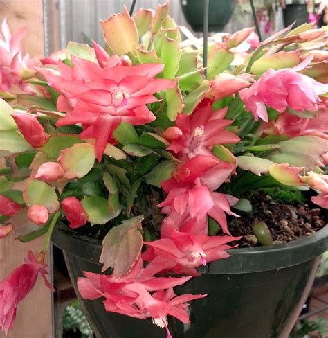 Christmas Cactus - Cactus Jungle