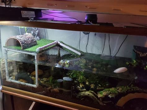 Pin By Amanda Davis Turtle Reptile On Reeves Turtle Aquarium