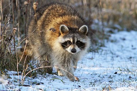 Common Raccoon Photograph by Mircea Costina Photography