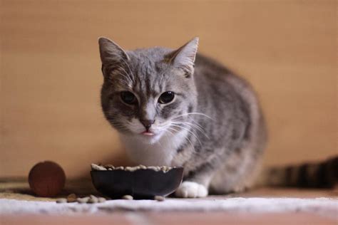 Top 5 Best Kitten Foods In Nz 2025