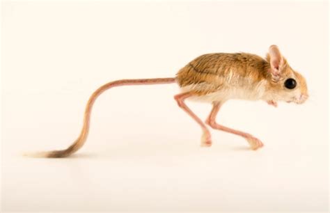 Lesser Egyptian Jerboa Jaculus Jaculus Raidke