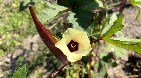 When And How To Harvest Okra For Its Best Potential Epic Gardening