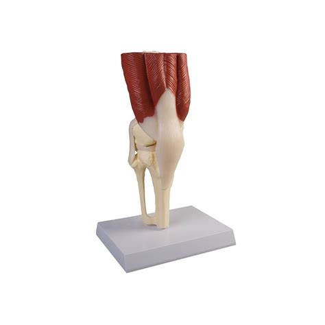 Knee Joint with Muscles and Ligaments