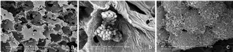 Scanning Electron Micrographs SEM At Di Ff Erent Magni Fi Cations Of