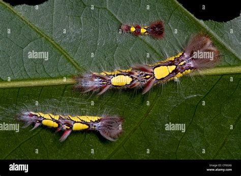 Blue morpho caterpillar hi-res stock photography and images - Alamy