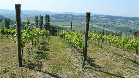 Vinisfera - Winnica Uroczysko