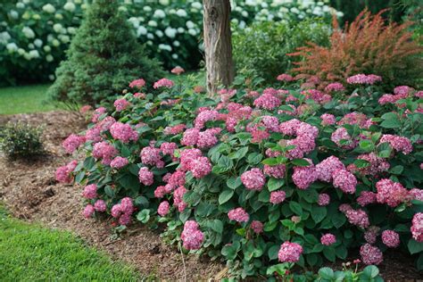 When And How To Prune Hydrangeas 3 Step Guide Proven Winners