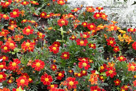 Marigold Tagetes Red Gem Premier Seeds Direct