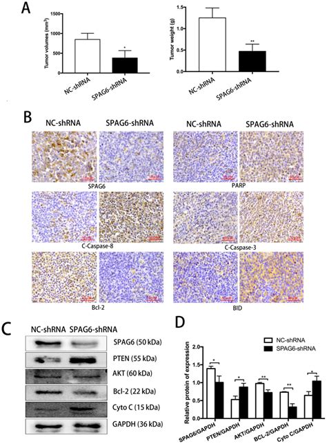 Spag6 Silencing Induces Apoptosis In The Myelodysplastic Syndrome Cell