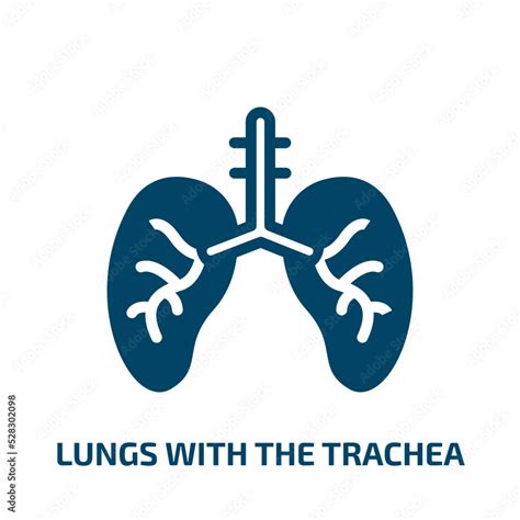 Lungs With The Trachea Vector Icon Lungs With The Trachea Trachea