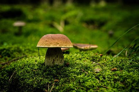 Fungi and Mushroom Photography Tips