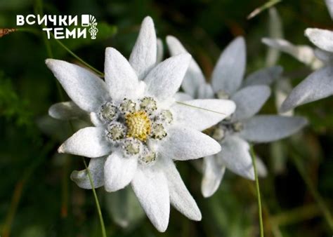 Мистичният еделвайс - Всички Теми