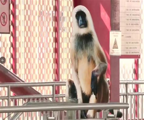 To Tackle Monkey Menace Up Govt Installs Langur Cutouts At 9 Metro