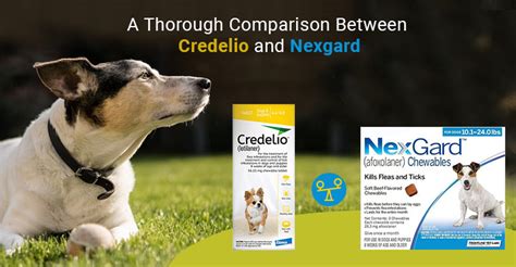 Credelio VS Nexgard: Similaties & Differences | BudgetVetCare