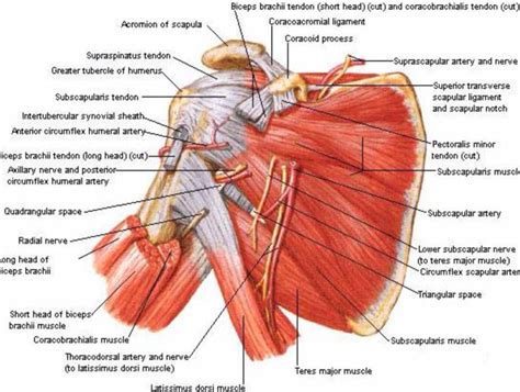 Posterior View Of The Shoulder Shoulder Anatomy Shoulder Muscle Anatomy Shoulder Muscles