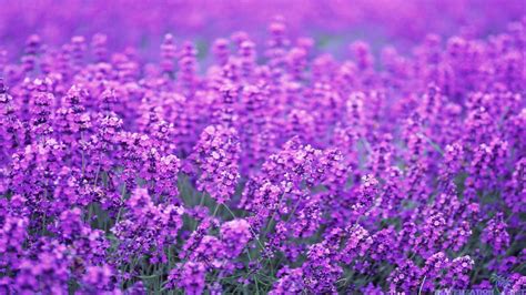 Lavender Desktop