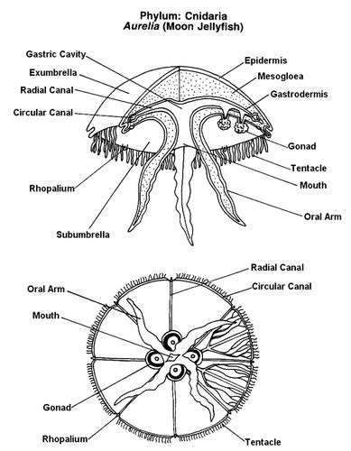 Marine Biology Exam 2 Flashcards Quizlet