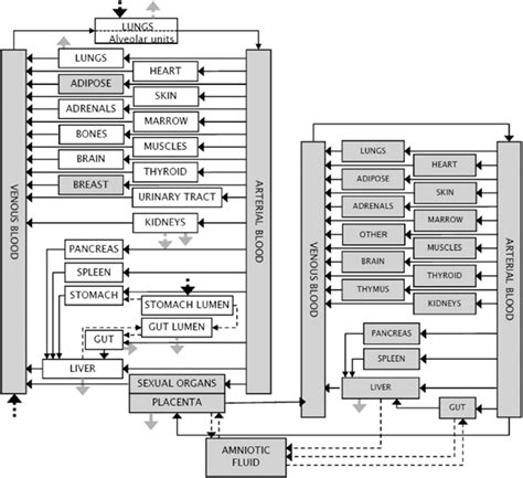 Schematic Representation Of The General Pbpk Model For A Woman The