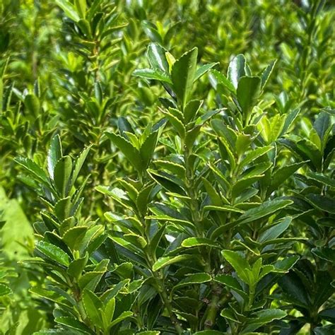 Euonymus Japonicus Microphyllus Avant Gardens