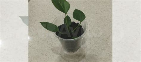 Антуриум купить в Самаре | Товары для дома и дачи | Авито