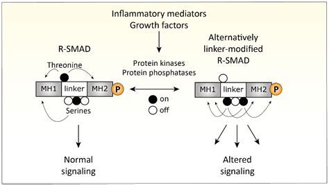 Cells Free Full Text Tgf Bmp Signaling Pathway In Cartilage