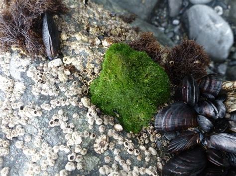 Green Pin Cushion Alga Multi Agency Rocky Intertidal Network