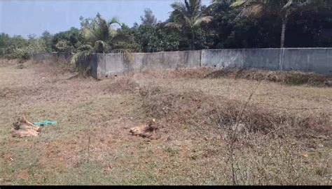 Industrial Land 1 Acre For Sale In Dahanu Palghar Rei958707