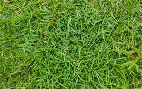 When To Plant Zoysia Grass Seed Best Time For Planting Zoysia Seed