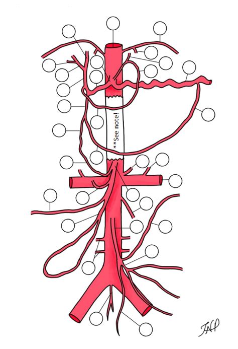 Abdominal Aorta Diagram Diagram Quizlet